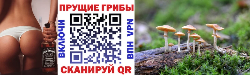 blacksprut как зайти  Гатчина  Галлюциногенные грибы GOLDEN TEACHER 